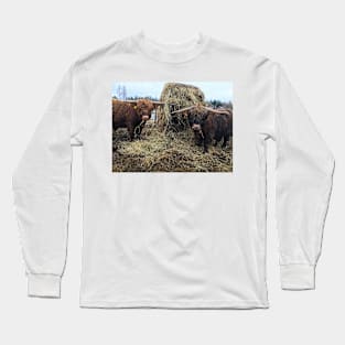 Scottish Highland Cattle Bulls 2318 Long Sleeve T-Shirt